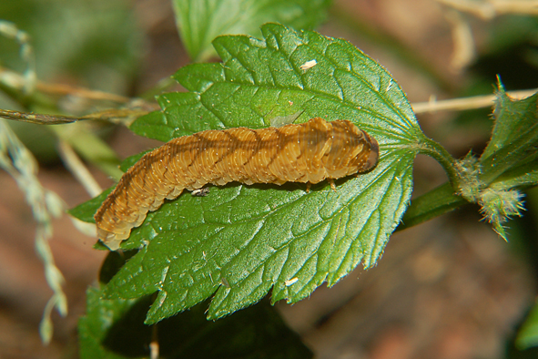 Bruchi sconosciuti del Parco del Ticino